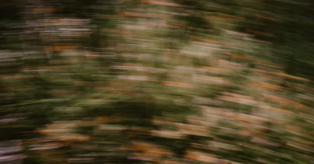 A soft-focus abstract natural texture