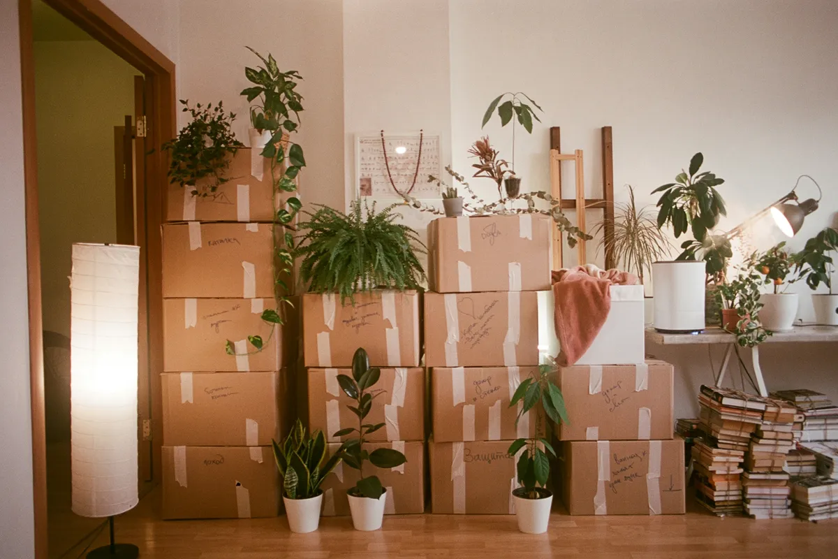 A room with packed moving boxes and houseplants by a window