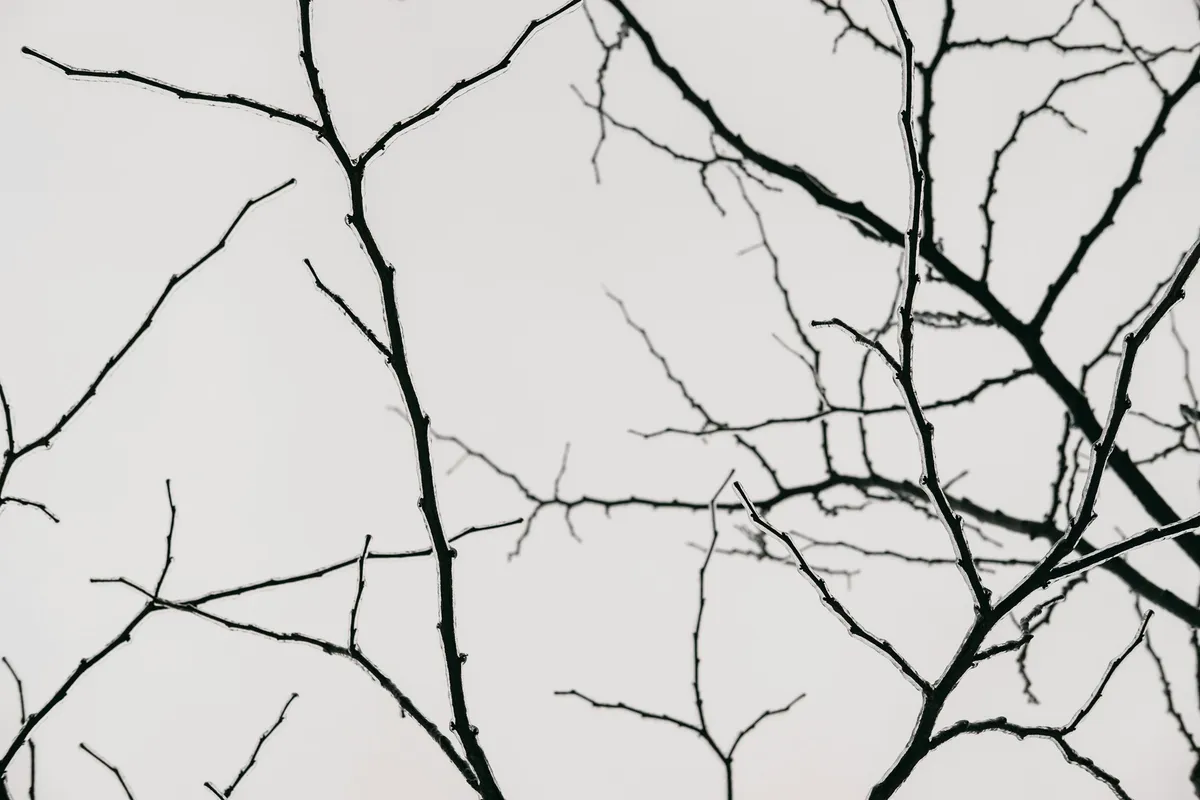 Dark silhouette of bare tree branches spreading in many directions against a pale sky